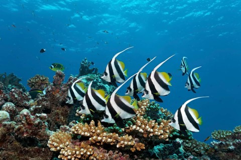 Swarm Pennant coralfishes (Heniochus acuminatus)