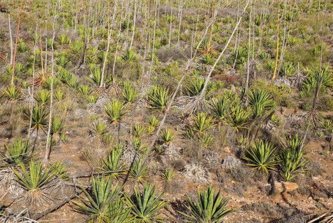 Century plants (Agave americana)