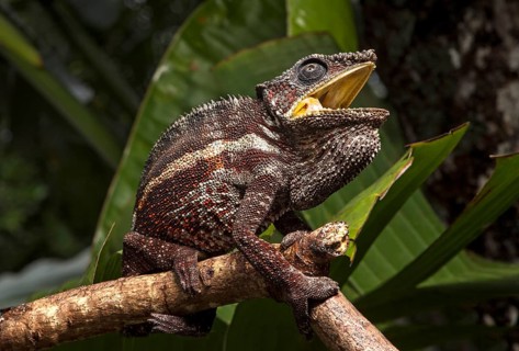 Parson's chameleon (Calumma parsonii
