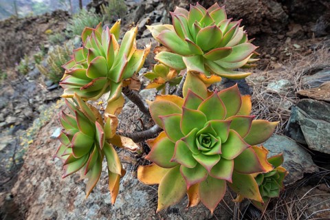 Thick leaf plant (Aeonium percarneum) in the mountains of Gran Canaria