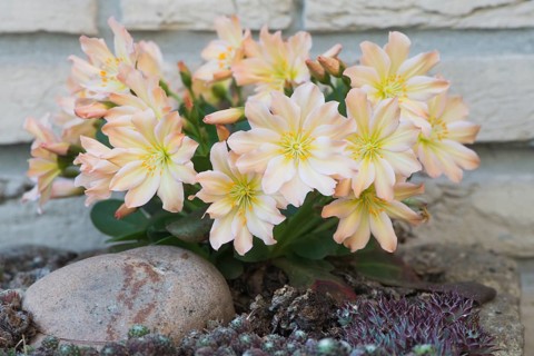 Bitterroot (Lewisia tweedyi)