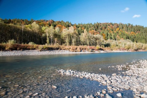 The river Lech with autumnal forest near the Ziegelwiesen