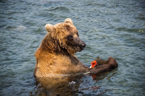Kamchatka brown bear (Ursus arctos beringianus) in water