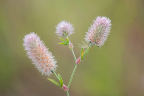 Haresfoot Clover (Trifolium arvense)