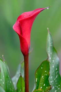 Arum lily (Zantedeschia)