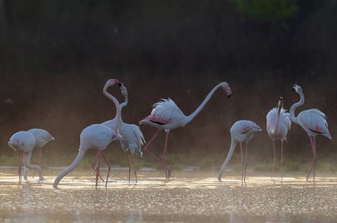 Greater Flamingo (Phoenicopterus roseus)
