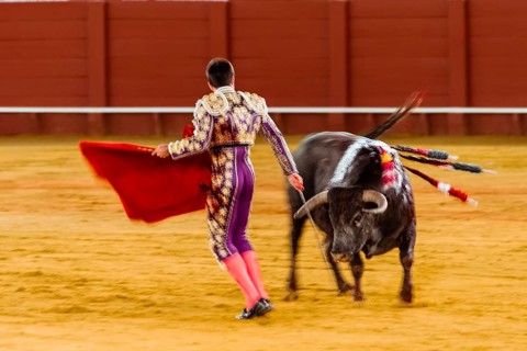Racing bull with Matador
