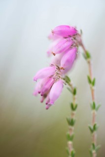 Cross-leaved Heath (Erica tetralix)