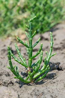 Glasswort (Salicornia spec.)