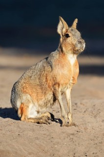 Patagonian Mara (Dolichotis patagonum)