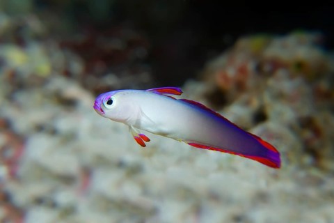 Elegant firefish (Nemateleotris decora) Selayar Island