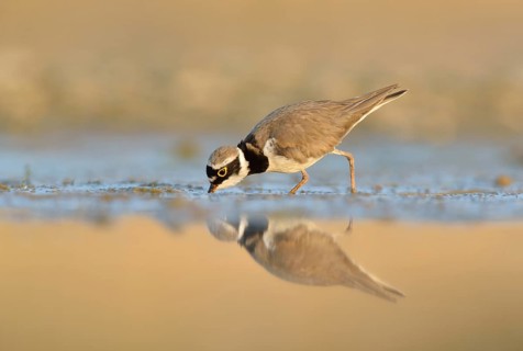 Little ringed plover (Charadrius dubius) searching for food in the silt of an abandoned gravel pit