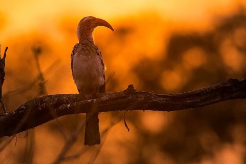 Southern Yellow-billed Hornbill (Tockus leucomelas) sits on branch at sunset