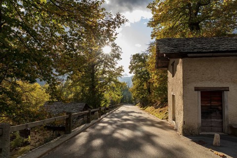 Road through chestnut grove
