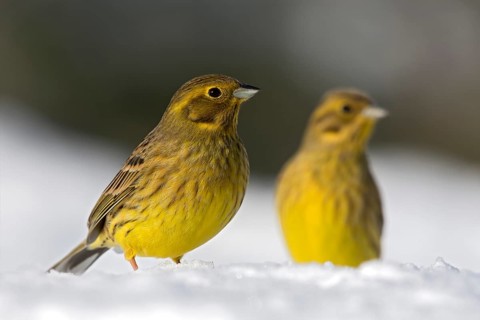 Yellowhammers (Emberiza citrinella)