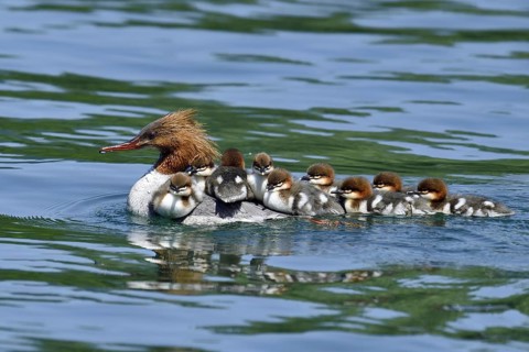 Common merganser (Mergus merganser)