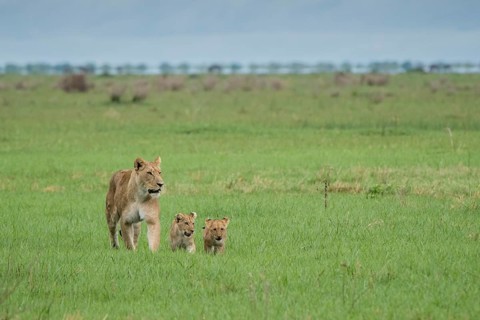 Lion (Panthera leo)