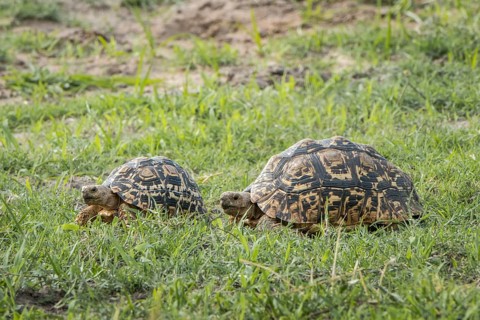 Leopard tortoises (Stigmochelys pardalis) walking in a row