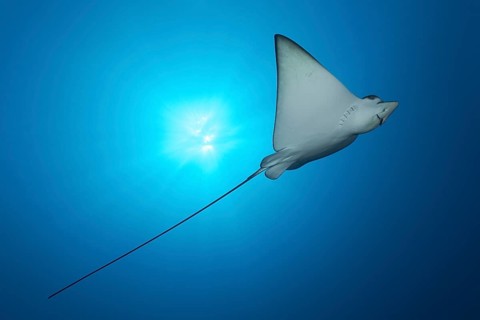 Spotted eagle ray (Aetobatus narinari)