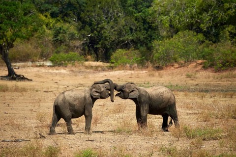 Sri Lankan elephants (Elephas maximus maximus)