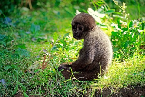 Brown wool monkey (Lagothrix lagotricha cana)