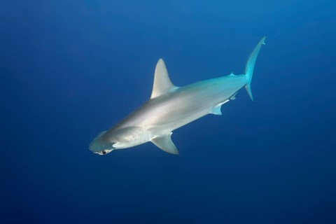 Scalloped Hammerhead (Sphyrna lewini) swims in the open sea