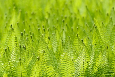 Ostrich Fern (Matteuccia struthiopteris) against the light