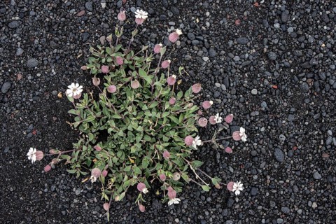 Sea campion (Silene uniflora Roth)