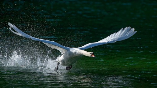 Mute swan (Cygnus olor)