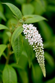 Gooseneck loosestrife (Lysimachia clethroides)