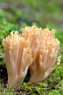 Ramaria mairei (Ramaria mairei)