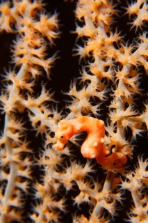 Denise's pygmy seahorse (Hippocampus denise)
