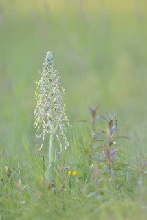 Lizard orchid (Himantoglossum hircinum) in a meadow near Jena