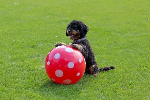 Small poodle sitting up and begging with ball