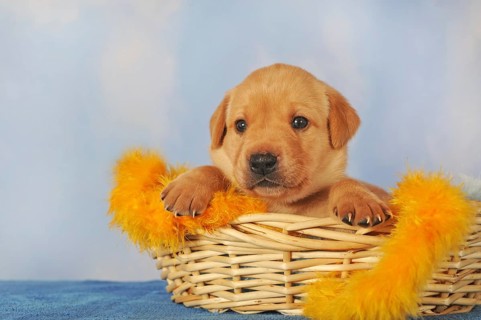 Labrador Retriever