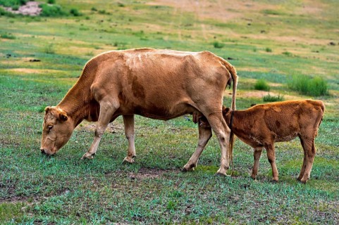 Cow with sucking calf