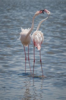 Greater flamingos (Phoenicopterus roseus) standing in shallow water