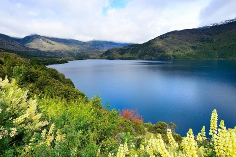 Flowering yellow lupines (Lupinus) on Lago Tranquilo