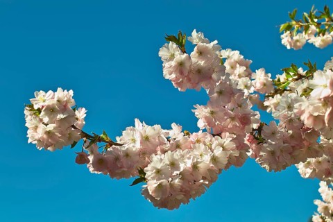 Branch