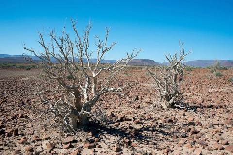 Moringa ovalifolia tree (moringa ovalifolia) in barren landscape