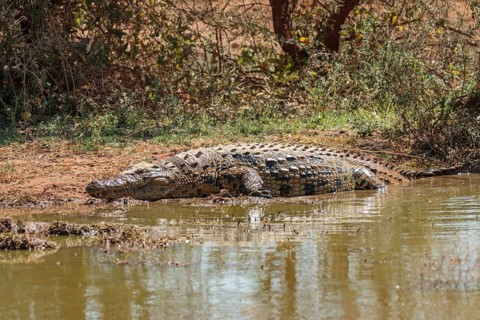 Nile crocodile (Crocodylus niloticus) lying on the riverbank