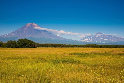 Wild flower field before the Avachinskaya Sopka volcano