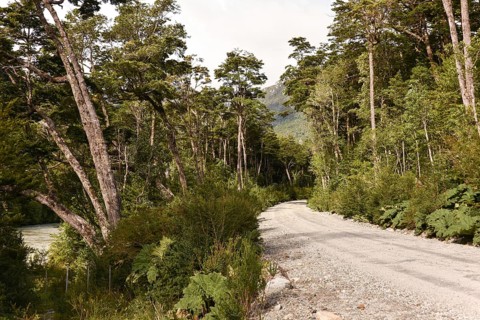 Gravel road in temperate rainforest