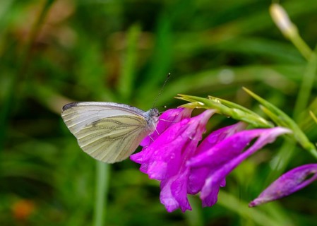 Green-veined white (Pieris napi) on blossom of Marsh gladiolus (Gladiolus palustris)