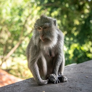 Crab-eating macaque (Macaca fascicularis)