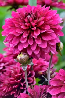 Decorative Dahlia (Dahlia)