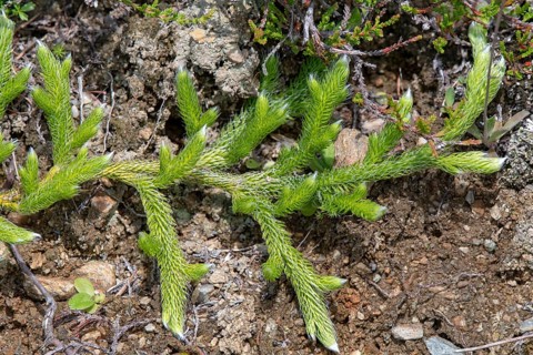 Lycopodium squarrosum (Lycopodium clavatum)