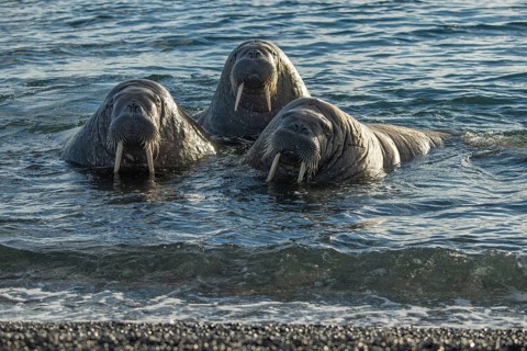 Walruses (Odobenus rosmarus)