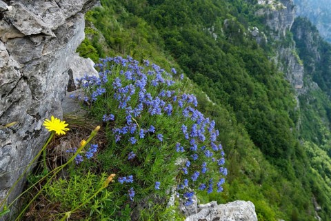 Moltkia doerfleri (Moltkia doerfleri)