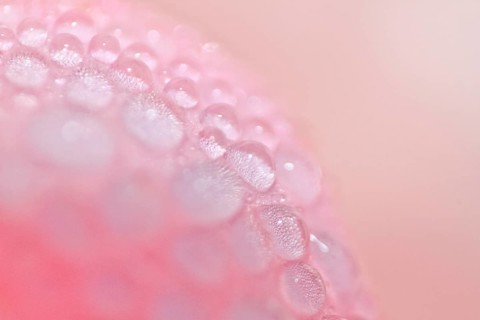 Dew on a pink rose (Rosa)